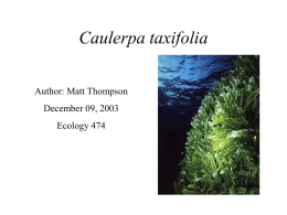 Matt_Caulerpa Taxifolia Presentation