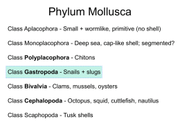 Lecture 09, molluscs 2 - Gastropoda - Cal State LA
