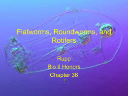 Flatworms, Roundworms, and Rotifers