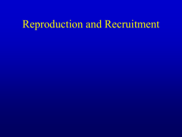 Marine Ecology 2009, final Lecture 3 Recruitment