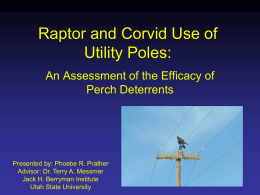 Raptor and Corvid Use of Utility Poles