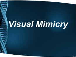 Visual Mimicry