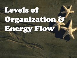 Levels of Organization & Energy Flow