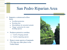 San Pedro Riparian Area