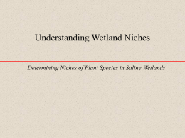 Understanding Wetland Niches