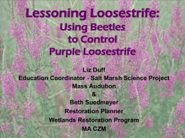 Purple Loosestrife Biocontrol Intro