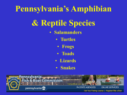 Pennsylvania Salamanders
