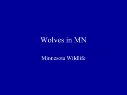 Wolves in MN