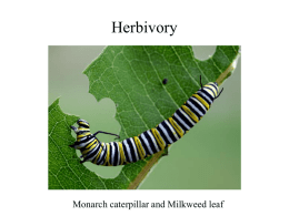 Herbivory and Plant Defenses - Powerpoint for Oct. 19.