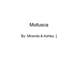 Mollusca - Mrs. Theofilos` Biology Page