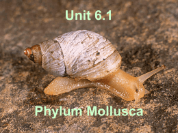 Unit 6.1 - Mollusca - Jutzi