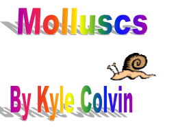 Molluscs - scienceathawthorn