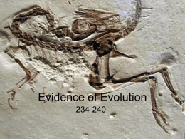 evidence of evolution 2014