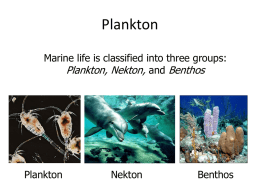 Plankton, Nekton