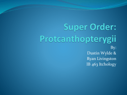 ProtcanthopterygiiPresentation