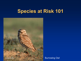 Species at Risk 101_2 hour version_Apr2008m