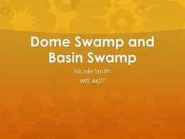 Dome Swamp and Basin Swamp