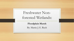 Freshwater Non-forested Wetlands