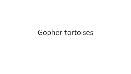 Gopher tortoises - UCF College of Sciences