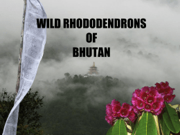 Bhutan - rhododendron.fr
