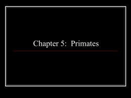 Chapter 5: Primates