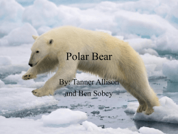 polar_bearx