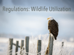 Regulations_Wildlife_Utilizationx