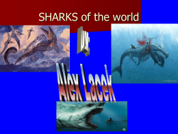 SHARKS of the world