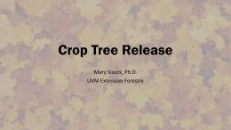 Crop Tree Release - Vermont Family Forests