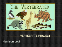 Vertebrate Project - carterbiology2-12-1809