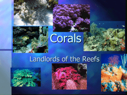 Corals - Warren Aquatics