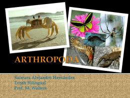Arthropods - BIO PROF. MICHELLE WALTERS