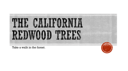 The California Redwood trees - MrsCooksBayHighScienceClass