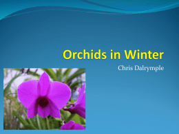 Orchids in Winter
