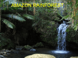 AMAZONIAN RAINFOREST
