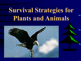 Survival Strategies for Plants and Animals