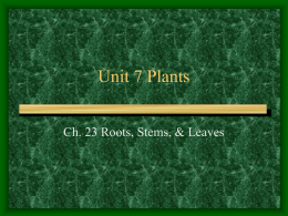 Unit 7 Plants - Jamestown School District
