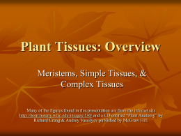 Plant Tissues - PPT - BIOLOGY LEARNING BLOG