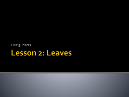 Lesson 2: Leaves - Halton District School Board