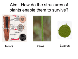 How do the structures of plants enable them to survive?