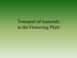 Transport of Materials in the Flowering Plant