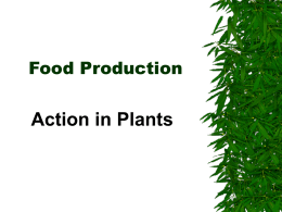 Food Production & the environment