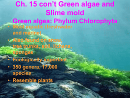 Chapter 15 Algae and slime mold continu and Chapter 16 Bryophytes