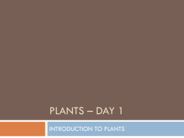 plants - bYTEBoss