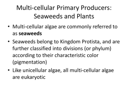 Multi-cellular Primary Producers_6