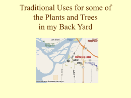 Traditional Uses for the Plants and Trees in my Back Yard