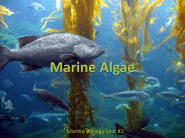 Marine Algae - davis.k12.ut.us