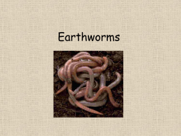 Earthworms - Primary Resources