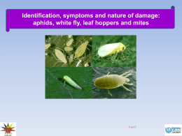 Aphids leaf hoppers white fly mites 97
