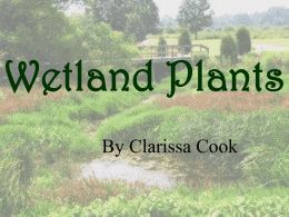 Types of Wetland Plants